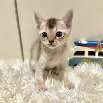 シンガプーラ【岐阜県・女の子・2023年7月15日・セピアアグティ】の写真「小柄な女の子ちゃん」