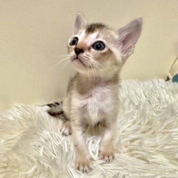 シンガプーラ【岐阜県・男の子・2023年7月15日・セピアアグティ】の写真「いちばん元気な男の子」