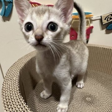 シンガプーラ【岐阜県・男の子・2023年4月7日・セピアアグティ】の写真「まっ白な男の子ちゃん」