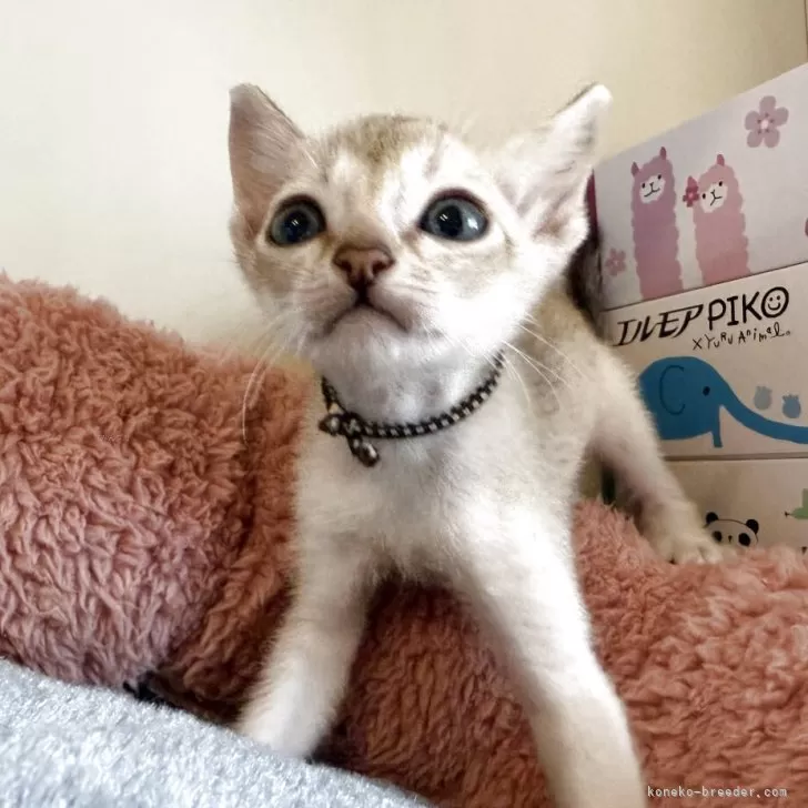 ID:2506-02318の子猫
