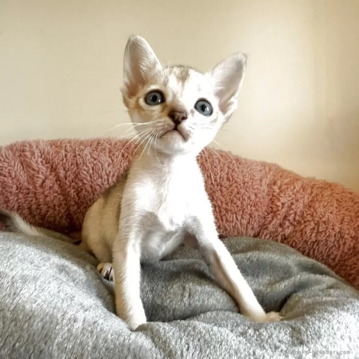 ID:2506-02317の子猫