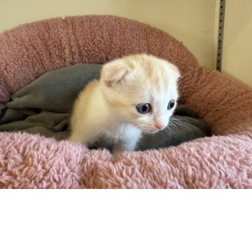 フォールデックス【岐阜県・男の子・2025年10月15日・クリームタビーホワイト】の写真「折れ耳ちゃん」