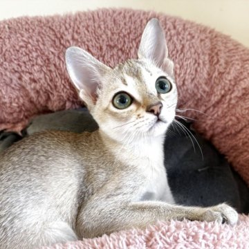 シンガプーラ【岐阜県・女の子・2025年8月20日・セピアアグーティ】の写真「美人さんです」