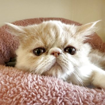 エキゾチックショートヘア【岐阜県・女の子・2025年5月29日・クリームタビーホワイト】の写真「カワイイ女の子」