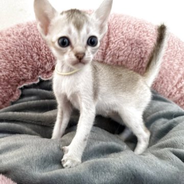 シンガプーラ【岐阜県・女の子・2025年12月3日・セピアアグーティ】の写真「元気いっぱいの女の子」