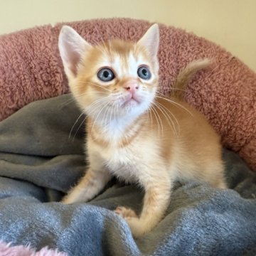 フォールデックス【岐阜県・男の子・2025年10月15日・レッドタビー】の写真「イケメンくん」