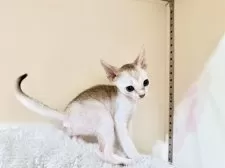 シンガプーラ【岐阜県・女の子・2025年8月20日・セピアアグーティ】の写真2