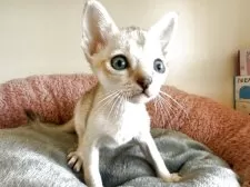 シンガプーラ【岐阜県・男の子・2025年5月15日・セピアアグーティ】の写真3