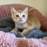 フォールデックス【岐阜県・男の子・2025年10月15日・レッドタビー】の写真4