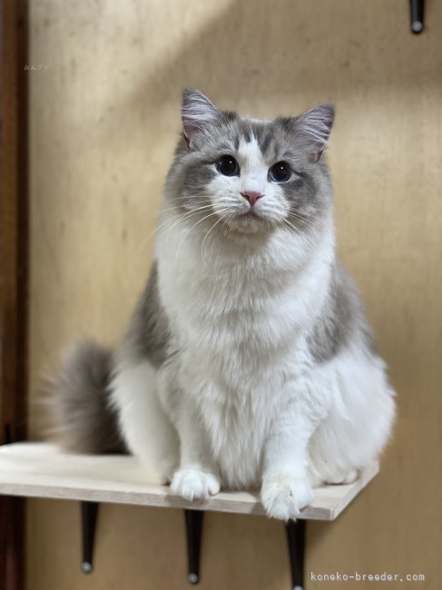 ママ猫Bennonちゃんです❤️｜渡部　優華(わたべ　ゆか)ブリーダー(兵庫県・ラグドール・TICA/ACC/JCC登録)の紹介写真7