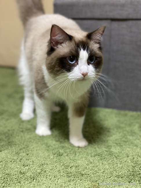 ラグドール【・男の子・2021年7月7日・シールポイントバイカラー】