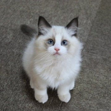 ラグドール【兵庫県・男の子・2023年12月25日・シールポイントバイカラー（ふわふわな長毛です！）】の写真「とても活発的で人懐っこい可愛い男の子です❤️」