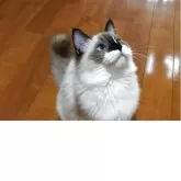 ラグドール【兵庫県・女の子・2025年4月27日・シールポイントバイカラー】の写真11「右側から見た印象！」