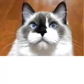 ラグドール【兵庫県・女の子・2025年4月27日・シールポイントバイカラー】の写真12「ぷっくりした口元が好きな方にはたまらない口元👄💓」