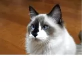 ラグドール【兵庫県・女の子・2025年4月27日・シールポイントバイカラー】の写真13「左側から見た印象！」