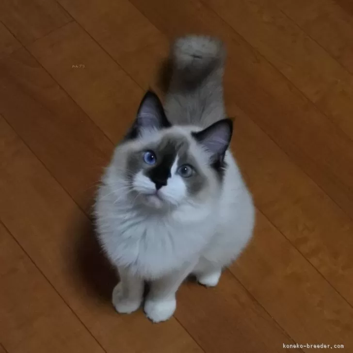 ラグドール【兵庫県・女の子・2025年4月27日・シールポイントバイカラー】の写真1「だいぶ大人っぽくなってきました❤️」