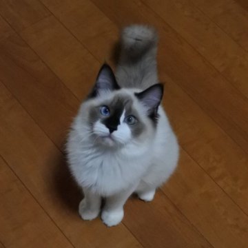 ラグドール【兵庫県・女の子・2025年4月27日・シールポイントバイカラー】の写真「動画の様に人が大好き❤めちゃくちゃ甘えん坊❤️」