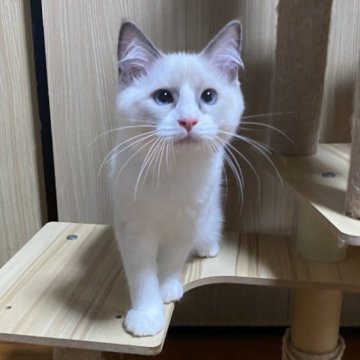 ラグドール【兵庫県・女の子・2025年4月27日・ブルーポイントバイカラー】の写真「とにかく人が好き💛」