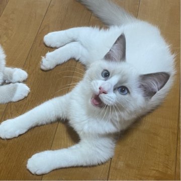 ラグドール【兵庫県・女の子・2025年4月27日・ブルーポイントバイカラー】の写真「とにかく人が好き💛」
