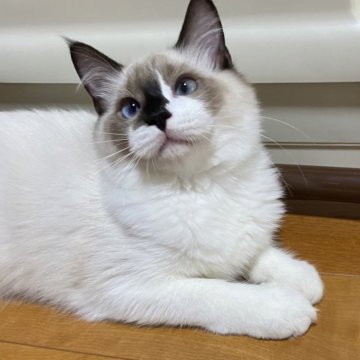 ラグドール【兵庫県・女の子・2025年4月27日・シールポイントバイカラー】の写真「唯一無二の模様がチャームポイント❤️」