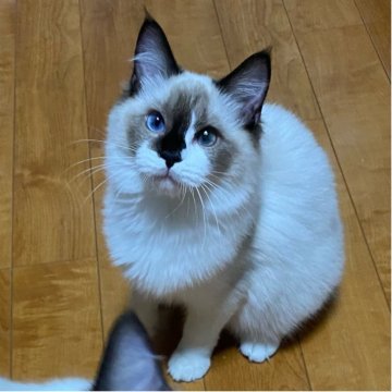 ラグドール【兵庫県・女の子・2025年4月27日・シールポイントバイカラー】の写真「唯一無二の模様がチャームポイント❤️」