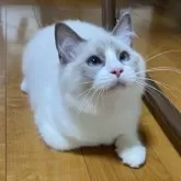 ラグドール