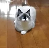 ラグドール【兵庫県・女の子・2025年4月27日・シールポイントバイカラー】の写真5「真剣に見つめる先にはパパが👀✨」