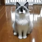 ラグドール【兵庫県・女の子・2025年4月27日・シールポイントバイカラー】の写真8「可愛いフォルム💕」