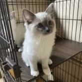 ラグドール【兵庫県・女の子・2025年11月11日・ブルーポイントミテッド】の写真9