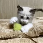 ラグドール【兵庫県・男の子・2025年11月11日・シールポイントバイカラー】の写真9