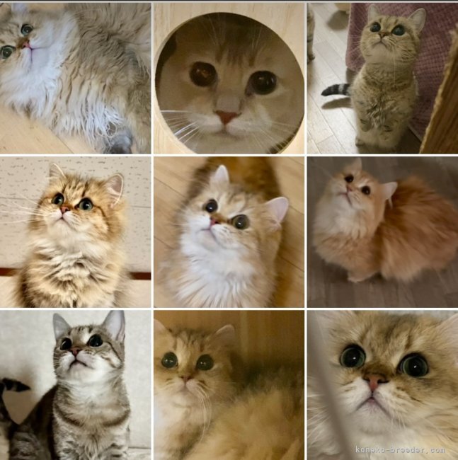 親猫ちゃんたちです💕｜大西　由衣(おおにし　ゆい)ブリーダー(大阪府・ミヌエットなど・ACC登録)の紹介写真2