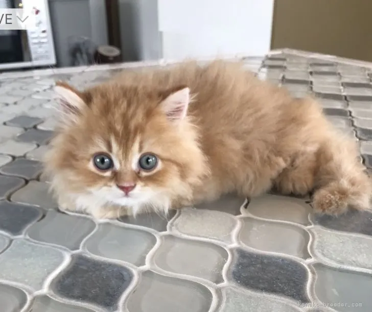 ID：2205-01597の子猫