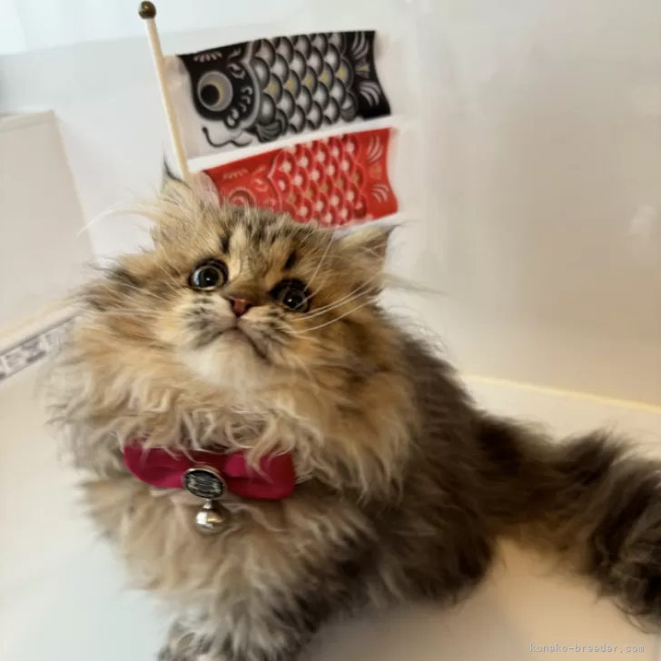 ID：2403-01380の子猫