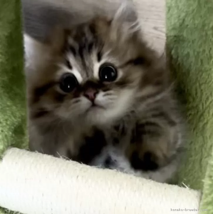 ID：2403-00977の子猫