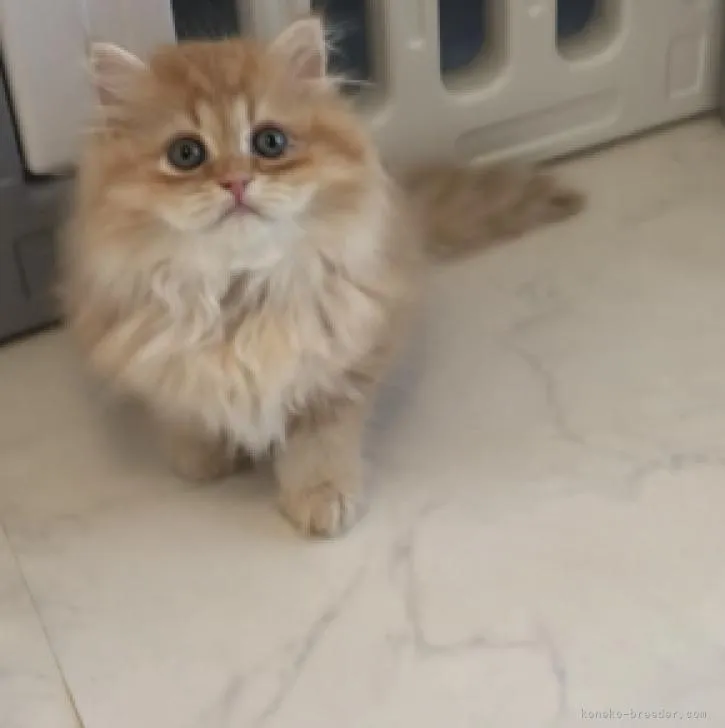 ID:2210-00871の子猫