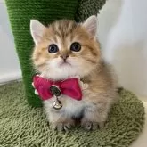 ミヌエット(短足)【大阪府・女の子・2024年1月29日・ブラウンマッカレルタビー】の写真1