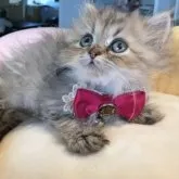 ミヌエット(長足)【大阪府・女の子・2023年1月29日・ブラウンタビー】の写真1