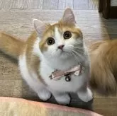 ミヌエット(長足)【大阪府・女の子・2024年3月31日・レッドタビー&ホワイト】の写真1「とても優しい子です🥰」