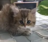 ミヌエット【大阪府・男の子・2022年3月14日・ブラウンタビー&ホワイト】の写真1「2022.5.10撮影」