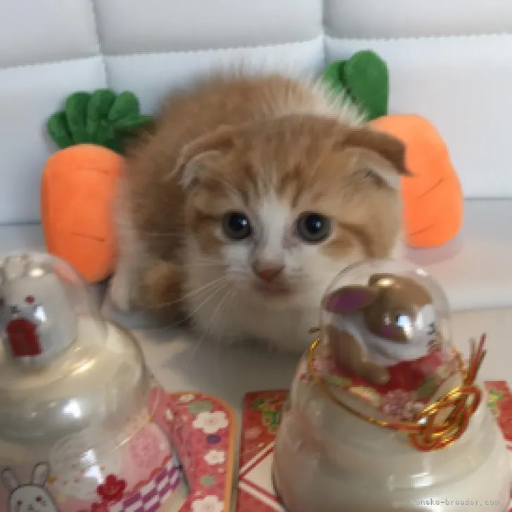 ID：2211-02412の子猫