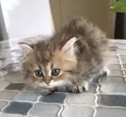 ミヌエット【大阪府・男の子・2022年3月14日・ブラウンタビー&ホワイト】の写真2