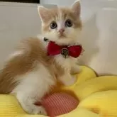 ミヌエット(長足)【大阪府・女の子・2024年3月31日・レッドタビー&ホワイト】の写真2