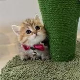 ミヌエット(短足)【大阪府・女の子・2024年1月29日・ブラウンマッカレルタビー】の写真3