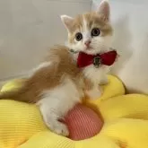 ミヌエット(長足)【大阪府・女の子・2024年3月31日・レッドタビー&ホワイト】の写真4