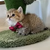 ミヌエット(短足)【大阪府・女の子・2024年1月29日・ブラウンマッカレルタビー】の写真4