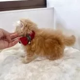 ミヌエット(長足)【大阪府・女の子・2025年4月22日・レッドタビー】の写真12