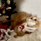 ミヌエット(長足)【大阪府・女の子・2025年4月22日・レッドタビー】の写真4