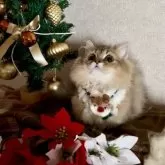 ミヌエット(短足)【大阪府・女の子・2025年5月25日・ブラウンパッチドタビー】の写真3