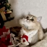 ミヌエット(短足)【大阪府・女の子・2025年5月25日・ブラウンパッチドタビー】の写真3