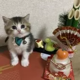 ミヌエット(長足)【大阪府・男の子・2024年11月14日・ブラウンタビー&ホワイト】の写真4